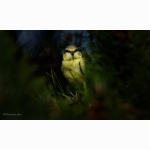 4 20190621 Meise DSC05167.jpg